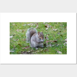 Wild Grey Squirrel Posters and Art